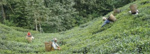 Makaibari Tea Estate                    